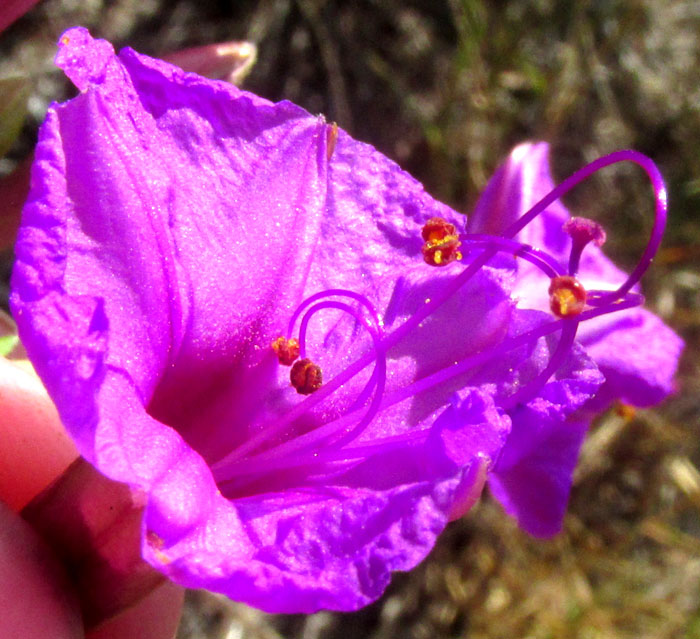 Marvel of Peru Four-O'Clock, MIRABILIS JALAPA, flower front view showing stamens