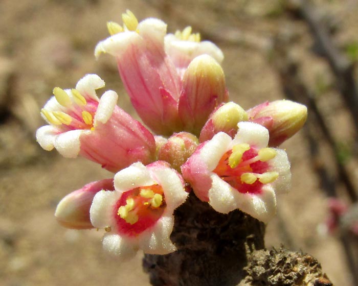 LEATHERSTEM / WITCH'S FINGERS, Jatropha dioica, male flower and emerging leaves