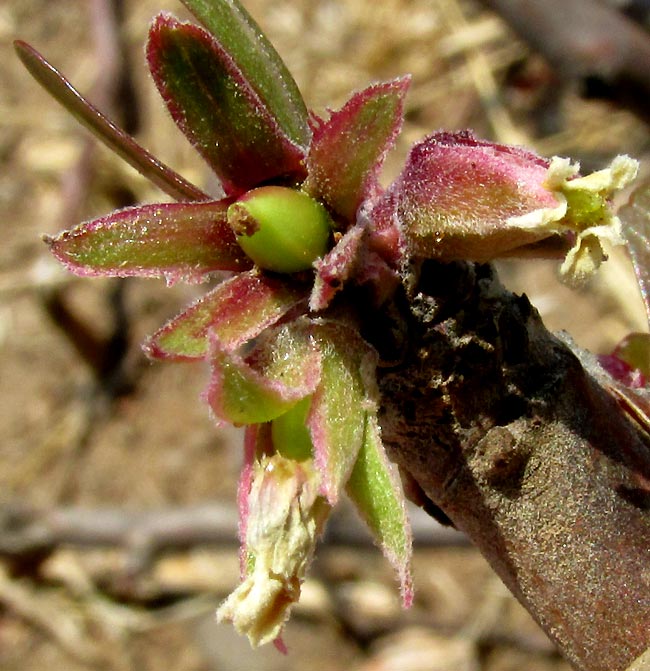 LEATHERSTEM / WITCH'S FINGERS, Jatropha dioica, female flowers soon after pollination