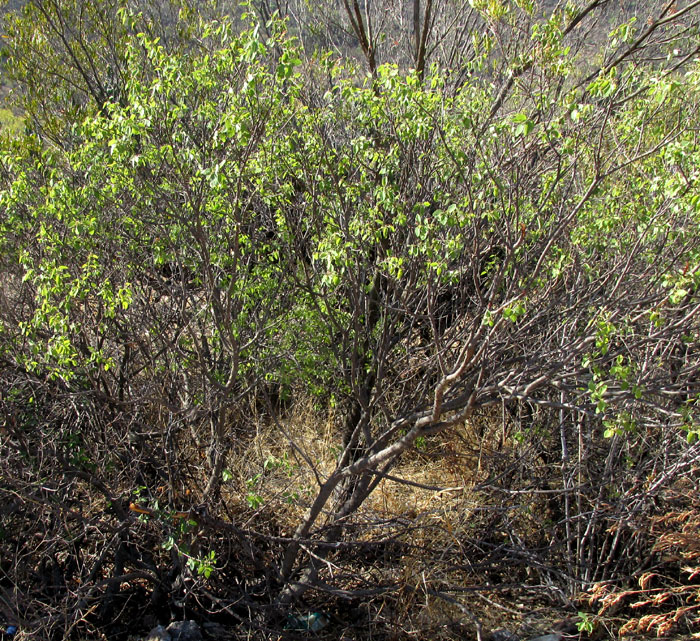 Humboldt Coyotillo, KARWINSKIA HUMBOLDTIANA, tree in habitat