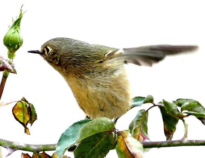 Ruby-crowned Kinglet, REGULUS CALENDULA, about to eat an aphid