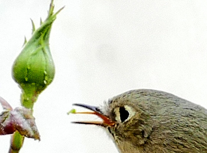 Ruby-crowned Kinglet, REGULUS CALENDULA, aphid on tongue