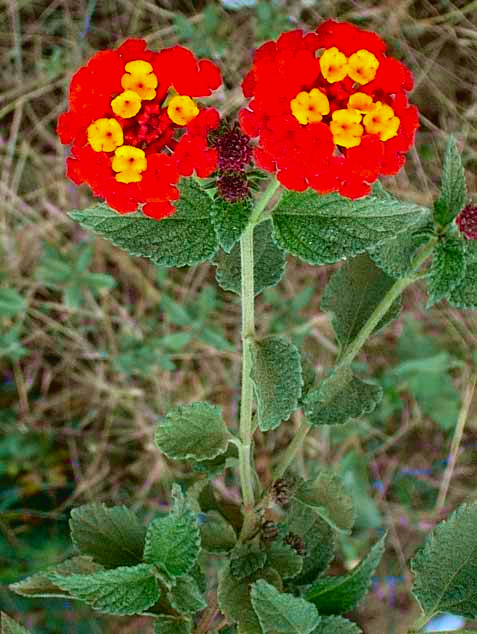 Shrub Lantana, LANTANA CAMARA