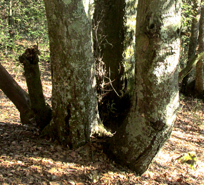 QUERCUS LAURINA, trunks