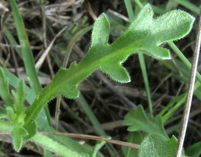 Lazydaisy, APHANOSTEPHUS RAMOSISSIMUS, leaf