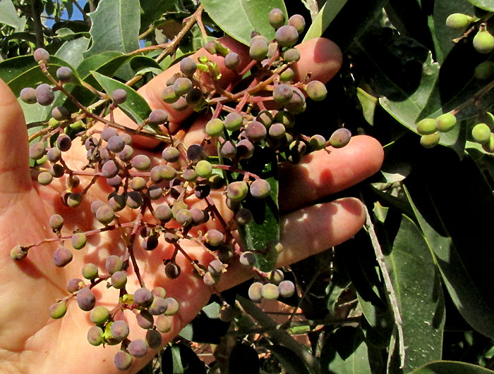 Chinese Privet, LIGUSTRUM LUCIDUM, flowering branch