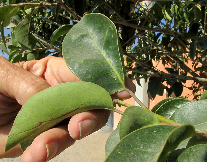 Chinese Privet, LIGUSTRUM LUCIDUM, leaves