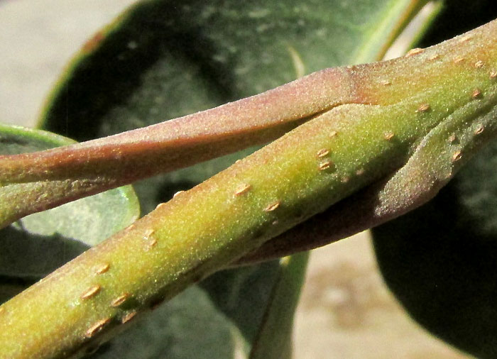 Chinese Privet, LIGUSTRUM LUCIDUM, petioles and stem