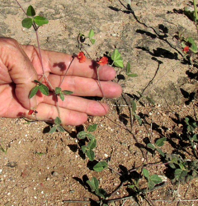 Variableleaf Bushbean, MACROPTILIUM GIBBOSIFOLIUM, plant & habitat