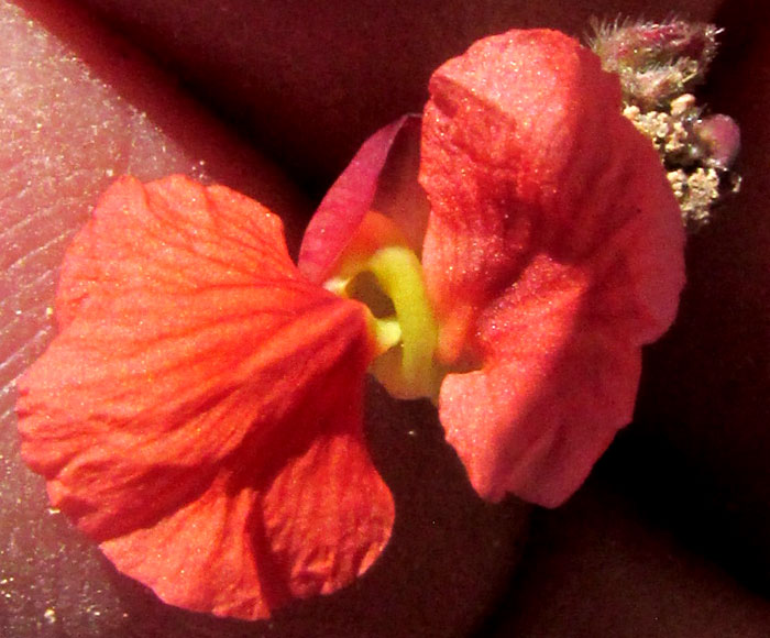 Variableleaf Bushbean, MACROPTILIUM GIBBOSIFOLIUM, flower with coiled keel