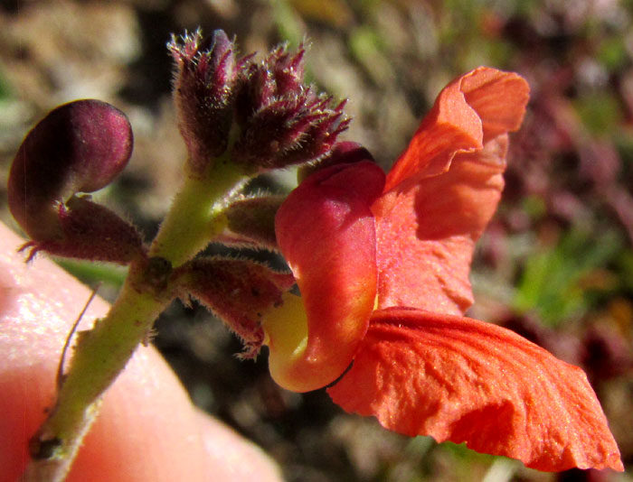 Variableleaf Bushbean, MACROPTILIUM GIBBOSIFOLIUM, flower with coiled keel viewed from side