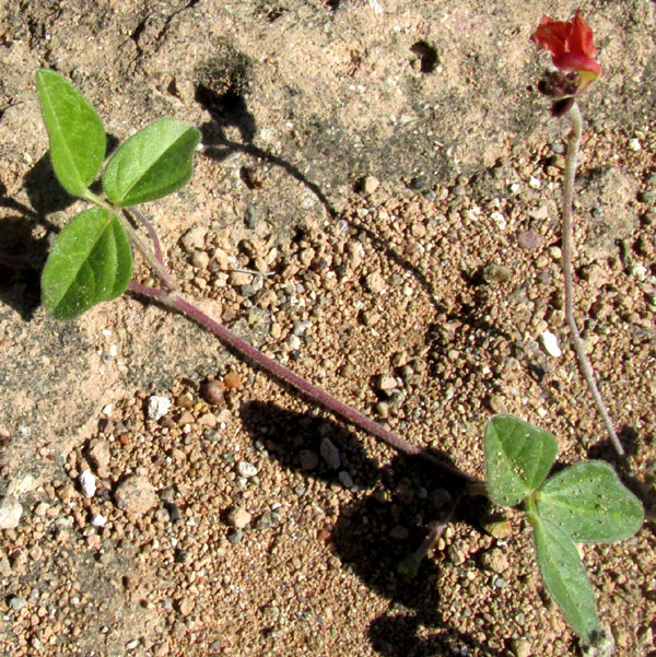 Variableleaf Bushbean, MACROPTILIUM GIBBOSIFOLIUM, leaves and stem