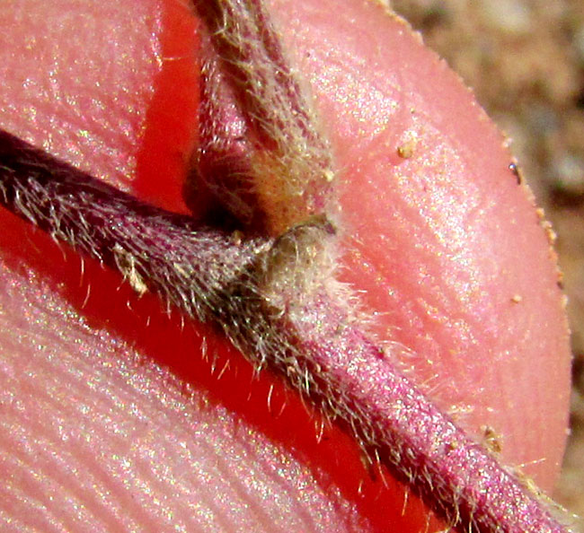 Variableleaf Bushbean, MACROPTILIUM GIBBOSIFOLIUM, hairy stem & stipular scar