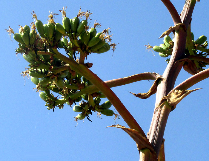 Century Plant, Agave americana, fruting umbel