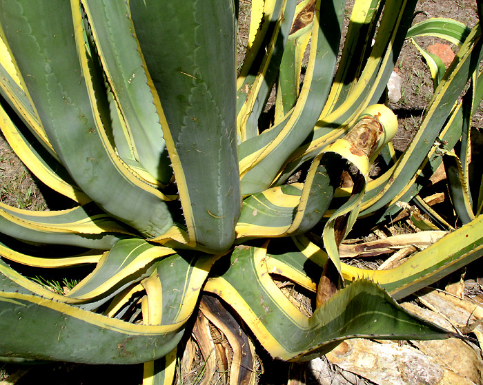 Century Plant, Agave americana var. marginata, leaf bases