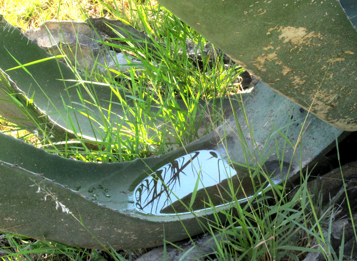 Century Plant, Agave americana, leaf-base water reservoir