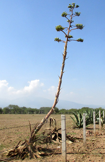 Century Plant, Agave americana, fruiting plant