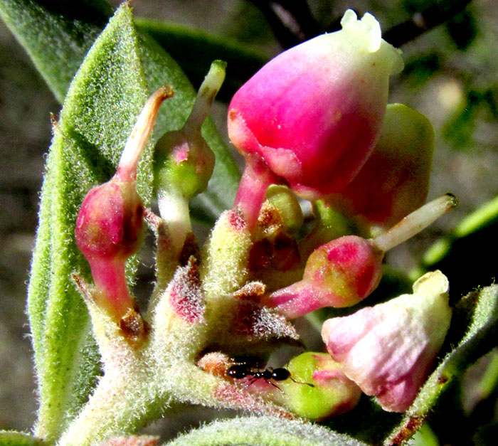 Mexican Manzanita, ARCTOSTAPHYLOS PUNGENS, flowers