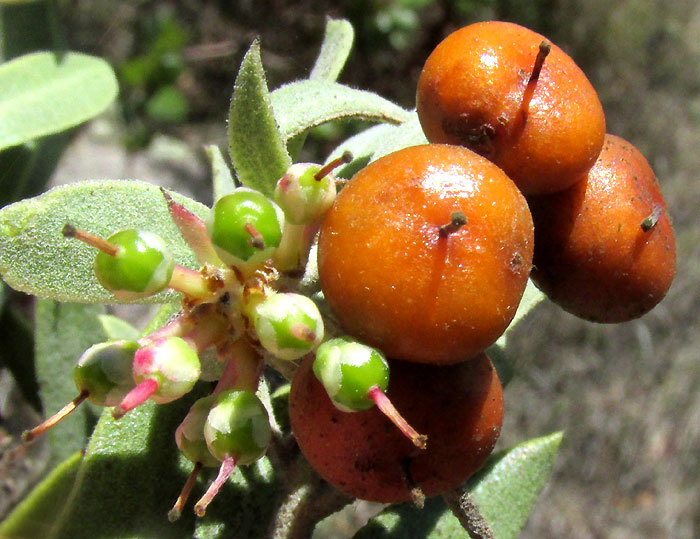 Mexican Manzanita, ARCTOSTAPHYLOS PUNGENS, flowers