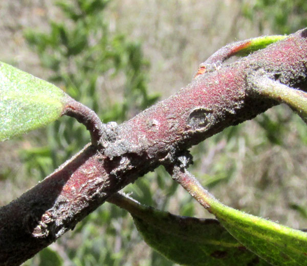 Mexican Manzanita, ARCTOSTAPHYLOS PUNGENS, stem and leaf petioles