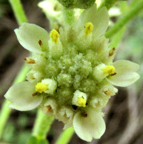 Mariola, PARTHENIUM INCANUM, capitulum