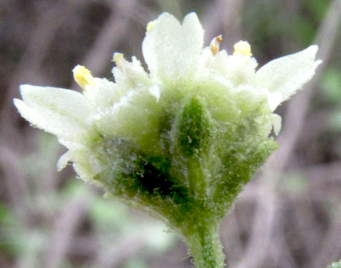 Mariola, PARTHENIUM INCANUM, involucre