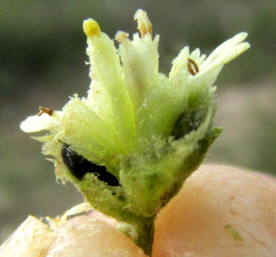 Mariola, PARTHENIUM INCANUM, broken open capitulum showing two blacck cypselae