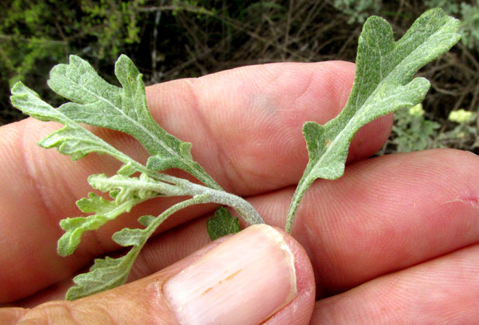 Mariola, PARTHENIUM INCANUM, leaves