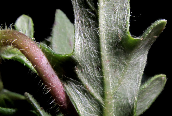 Rough Blackfoot Daisy, MELAMPODIUM SERICEUM, sericeous leaf undersurface