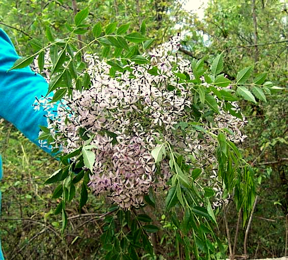 Chinaberry flowers, MELIA AZEDARACH