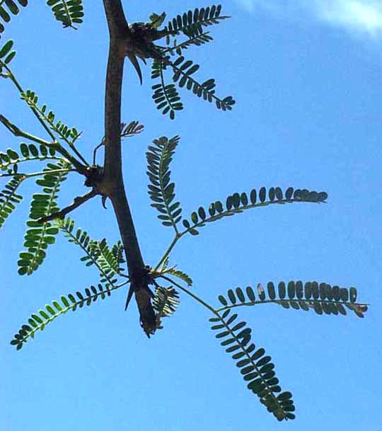 PROSOPIS LAEVIGATA, Smooth Mesquite