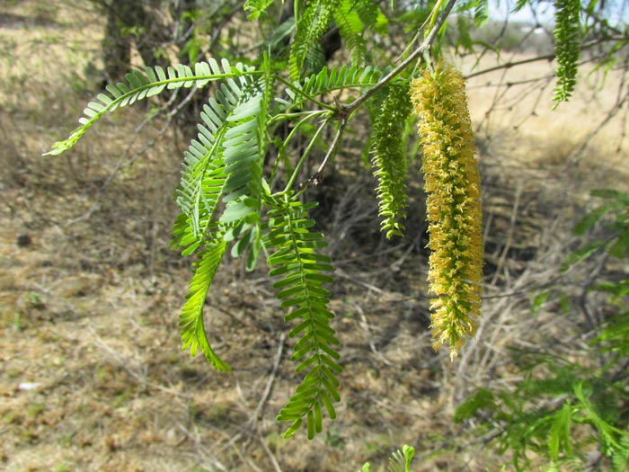 PROSOPIS LAEVIGATA, Smooth Mesquite, racemes