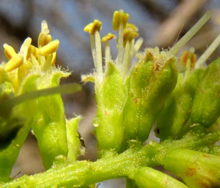 PROSOPIS LAEVIGATA, Smooth Mesquite, flower close-up