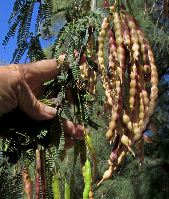 PROSOPIS LAEVIGATA, Smooth Mesquite, legumes