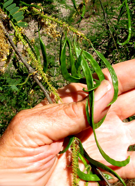 PROSOPIS LAEVIGATA, Smooth Mesquite, legumes emerging