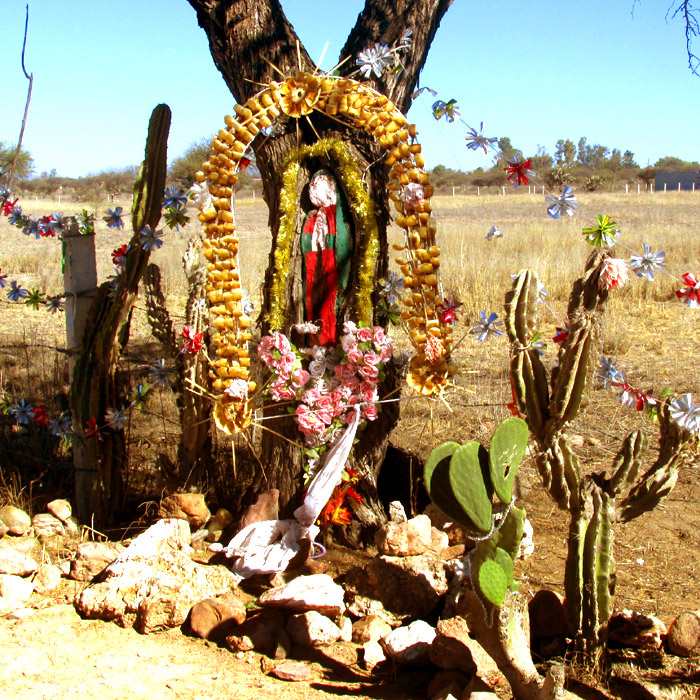 Virgin of Guadalupe shrine made of trunk scar on PROSOPIS LAEVIGATA, Smooth Mesquite