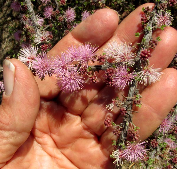 Catclaw Mimosa, MIMOSA MONANCISTRA, flowering heads along leafing-out branch