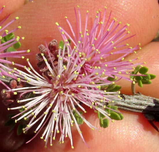 Catclaw Mimosa, MIMOSA MONANCISTRA, flowering heads close up, and emerging leaves