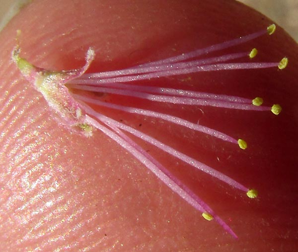 Catclaw Mimosa, MIMOSA MONANCISTRA, flowering heads close up, and emerging leaves