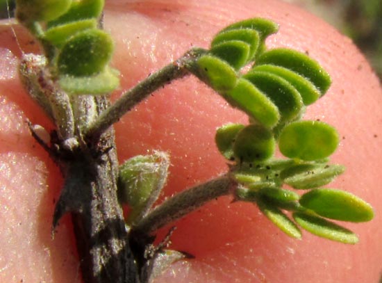 Catclaw Mimosa, MIMOSA MONANCISTRA, emerging leaves