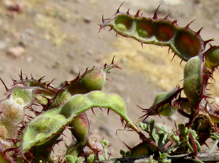 Catclaw Mimosa, MIMOSA MONANCISTRA, legumes with spines