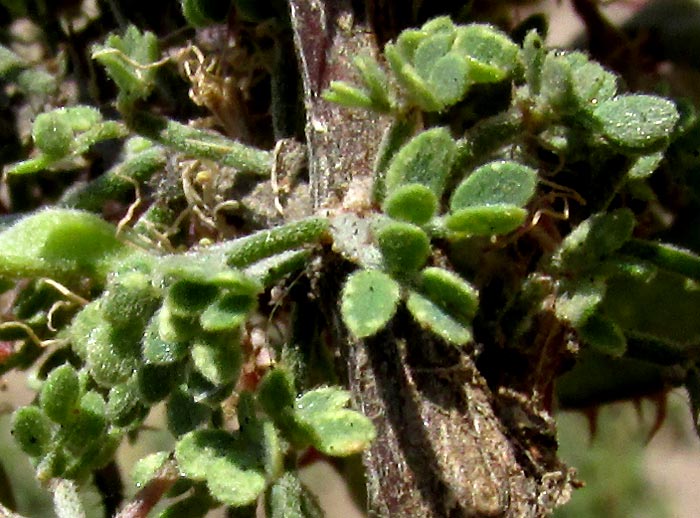 Catclaw Mimosa, MIMOSA MONANCISTRA, hairy leaves leaves