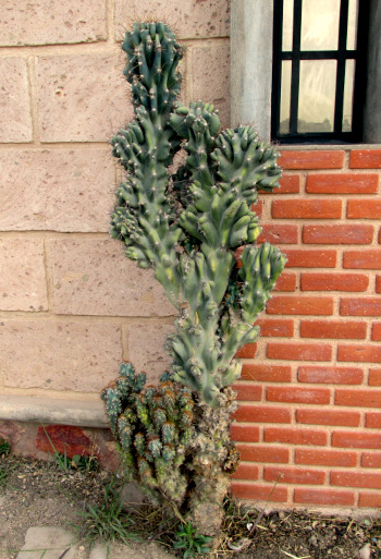 MYRTILLOCACTUS GEOMETRIZANS 'CRISTATA' unconventional form