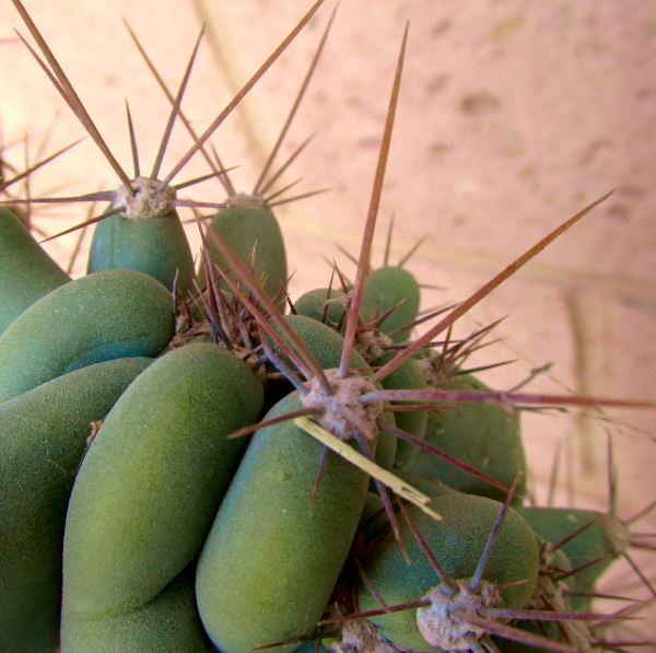 MYRTILLOCACTUS GEOMETRIZANS 'CRISTATA' unconventional form, spines