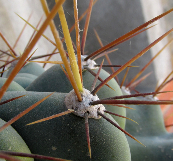 MYRTILLOCACTUS GEOMETRIZANS 'CRISTATA' unconventional form, spines