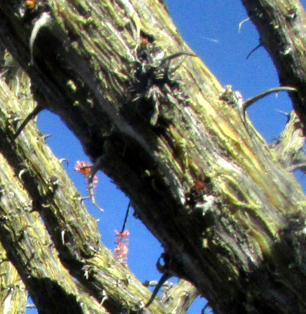 Ocotillo, FOUQUIERIA SPLENDENS, spines with short shoots at bases