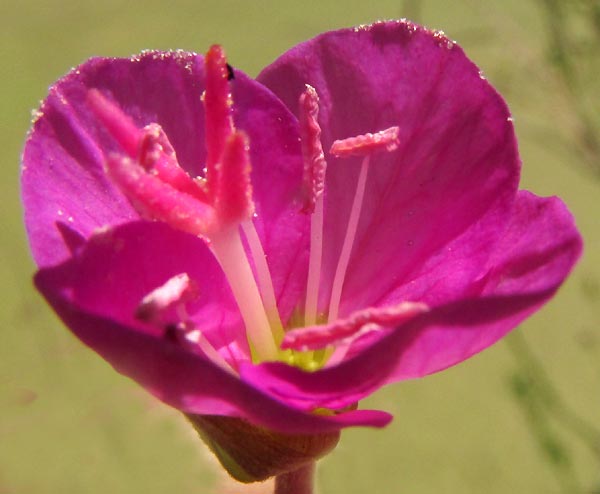Rose Evening Primrose, OENOTHERA ROSEA, flower from top