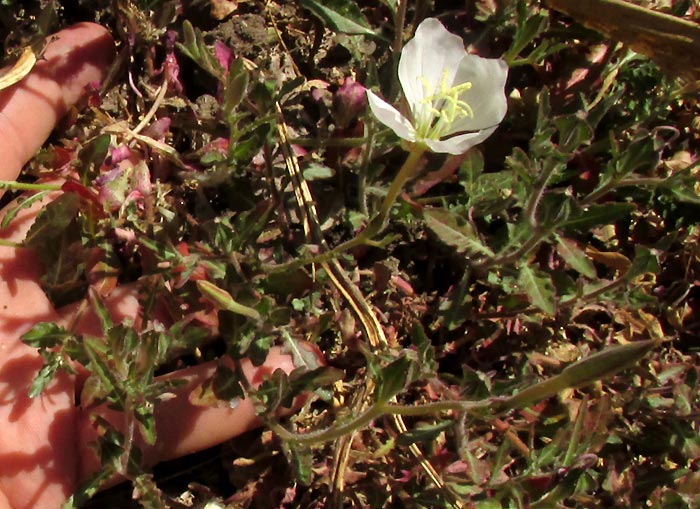 Fourwing Evening Primrose, OENOTHERA TETRAPTERA, clambering plant with flower