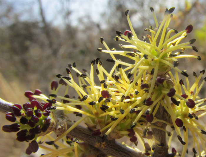 Desert-Olive, FORESTIERA PHILLYREOIDES, flowers close-up