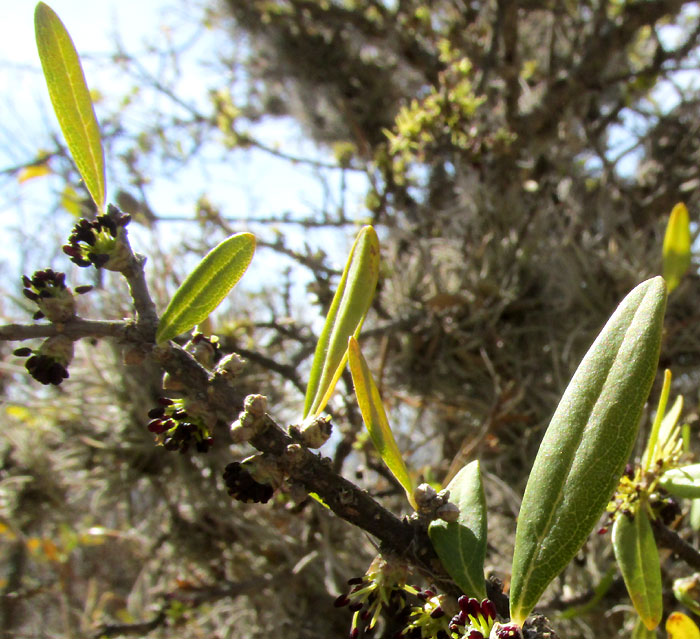 Desert-Olive, FORESTIERA PHILLYREOIDES, opening flower buds and old leaves